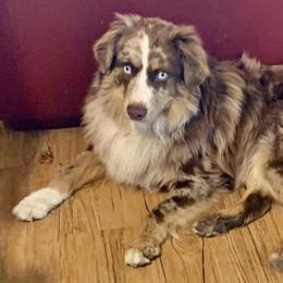 Australian Shepherds from Jolisa’s Aussies
