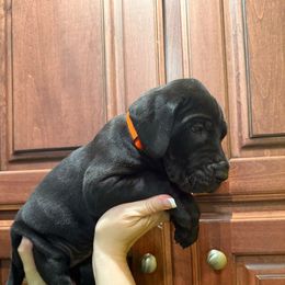 Orange collar - Black female Great Dane puppy in Ider, Alabama from Sand Mountain Danes LLC