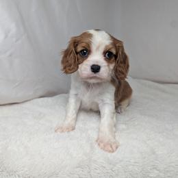Dasher - Blenheim male Cavalier King Charles Spaniel puppy in Seymour, Missouri from Painted Blessing's AKC Cavaliers LLC