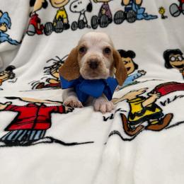 Snoopy - Red and white male Basset Hound puppy in Monterey, Tennessee from Southern Belles Bassets
