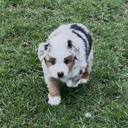 Miniature American Shepherd Puppies from Karen Ross's Miniature American Shepherds