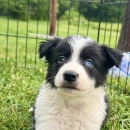 Roman - Black and white male Border Collie puppy in Liverpool, Pennsylvania from Breezy Acres Stock & Sporting Dogs