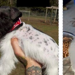 Miniature Schnauzers from Lively Miniature Schnauzers