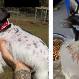 Miniature Schnauzers from Lively Miniature Schnauzers