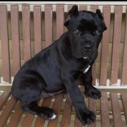 Girl 3 - Black female Cane Corso puppy in Douglasville, Georgia from Palazzo Cane Corso