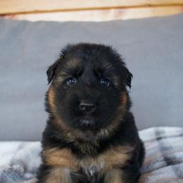 Jorro - Black and red male German Shepherd puppy in Garland, Maine from Vom Schön Traumhund