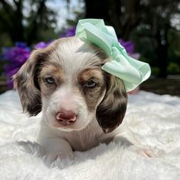 Lola - Piebald female Dachshund puppy in Lakeland, Florida from Elite Doxies Florida