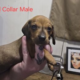 Red Collar - Red male Dachshund puppy in La Pine, Oregon from RoseDox Dachshunds