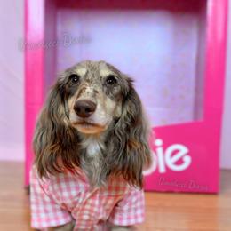 Azkari Vonaducci - Dachshund