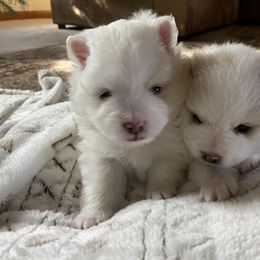 Pomeranian Puppies from MJ’s Pomeranians