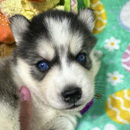 AKC Mopsy - Agouti and white female Siberian Husky puppy in Centreville, Maryland from Huskies By the Bay