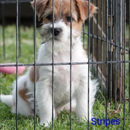 Stars 'N Stripes - White and tan male Russell Terrier puppy in Royal Oaks, California from Rose In Vale Russell Terriers