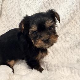 German Shepherd and Yorkshire Terrier Puppies from Von Kingsburg Shepherds