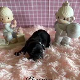 Phoenix - Black and tan male Cavalier King Charles Spaniel puppy in Broken Arrow, Oklahoma from Cavalier King Charles Heartland