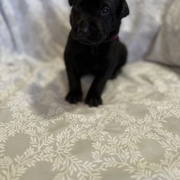 Girl 3 - Black female Xoloitzcuintli puppy in Payson, Utah from Jodi Zobell's Xoloitzcuintli