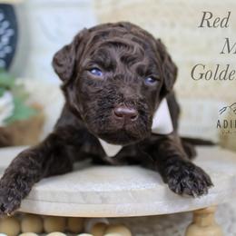 Red collar - Chocolate male Goldendoodle puppy in Plattsburgh, New York from Adirondack Poodles Goldendoodles,Bernedoodles & Schnoodles