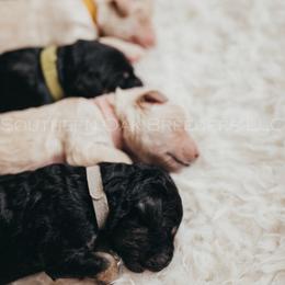 Bernedoodle Puppies from Southern Oak Breeder LLC