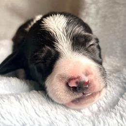 Rocco AKC - Piebald male Dachshund puppy in Hendersonville, North Carolina from Snarky Doxy Miniature Dachshunds