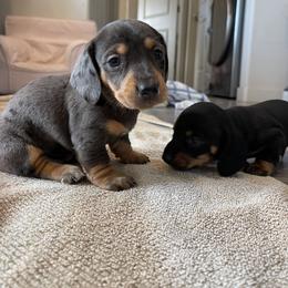 Dachshund Puppies from Lucky 11 Ranch