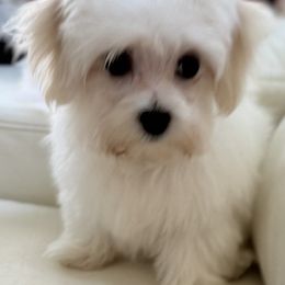 Amelia - White female Maltese puppy in Colonial Beach, Virginia from BeachRidge Pups