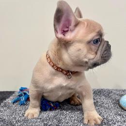 Cali - Blue fawn male French Bulldog puppy in Lynchburg, Ohio from Pennington Family Frenchies