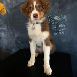 Australian Shepherd Puppies from Mercury Australian Shepherds