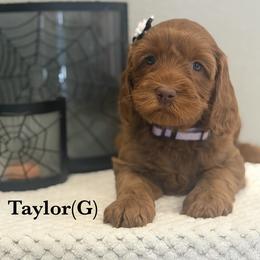 Taylor - Caramel red female Australian Labradoodle puppy in Citrus Heights, California from Elite Blend Labradoodles