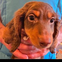 Gemma's boy - Chocolate and tan male Dachshund puppy in Lyle, Washington from Wines Wienery