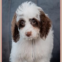 Betty - Brown and white female Cockapoo puppy in Connersville, Indiana from Deaz Doodle Ranch