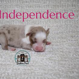 Independence - Red merle female Australian Shepherd puppy in Crockett, Texas from Southern Paws Mini Aussies