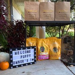 Golden Retriever Puppies from Golden Dust Retrievers