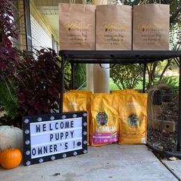 Golden Retriever Puppies from Golden Dust Retrievers