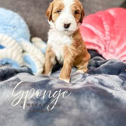 Sponge - Apricot female Goldendoodle puppy in Garden Grove, California from Sunkissed Doodles