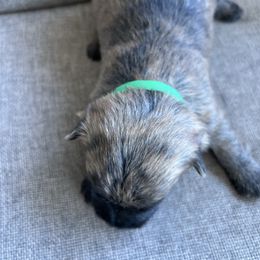 Boy 4 - Red brindle male Cairn Terrier puppy in Pottersville, Missouri from Cairn Terriers of Heatherridge,LLC