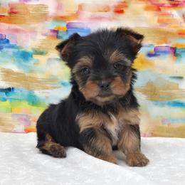 Gia - Black and tan female Yorkshire Terrier puppy in Monticello, Iowa from Ashley’s Puppies