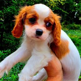 Brigatine - Blenheim female Cavalier King Charles Spaniel puppy in Watsontown, Pennsylvania from Huntsman Cavaliers