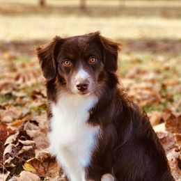 Birdi - Miniature American Shepherd