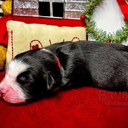 BRUSHY CREEKS FLY (NBT) - Black tri-color male Australian Shepherd puppy in Red Oak, Texas from Brushy Creek Aussies & Mini Aussies