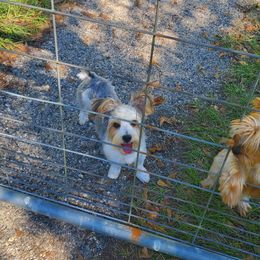 Yorkshire Terrier puppies from Mandy's Yorkie's , Yorkiepoo's & Maltipoo's