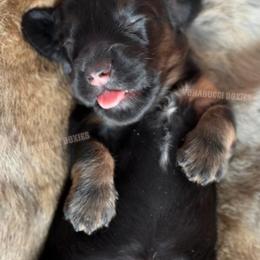 Willie Nelson - Black and tan male Dachshund puppy in Chandler, Arizona from Vonaducci Doxies, LLC.