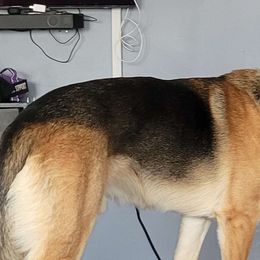 German Shepherds and Siberian Huskies from WolfPackk