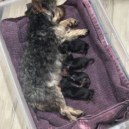 Daisy - Black and tan female Yorkshire Terrier puppy in Fairview, West Virginia from Prims Puppies LLC