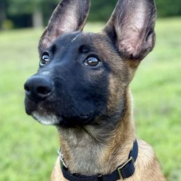 Viper - Fawn male Belgian Malinois puppy in Signal Mountain, Tennessee from Torgun Police Dogs
