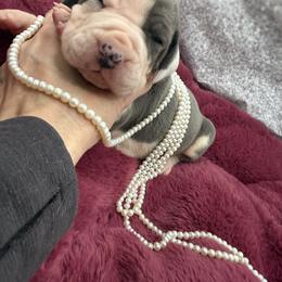 Girl 4 - Blue female Great Dane puppy in Cadillac, Michigan from Garrow Danes House of Blues