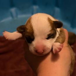 Girl 4 - Red female Pembroke Welsh Corgi puppy in Helmville, Montana from Calie’s Corgis