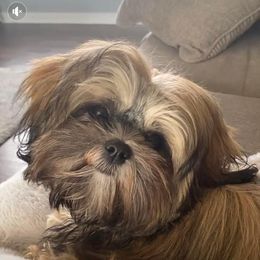 Shih Tzu Puppies from South Central Shih Tzus