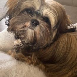 Shih Tzu Puppies from South Central Shih Tzus