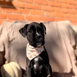 Luna - Brindle female Boxer puppy in Upper Sandusky, Ohio from Rock Run Homestead
