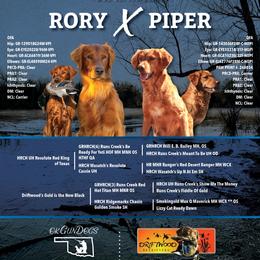 Golden Retriever puppies from OK GunDogs