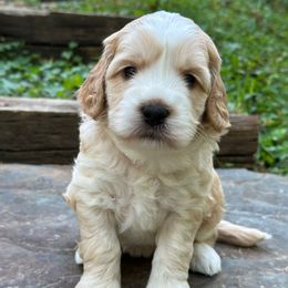 Fancy Nancy - Apricot female Australian Labradoodle puppy in Mount Gilead, North Carolina from Tillery Labradoodles